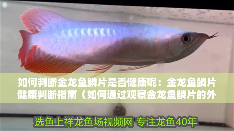 如何判斷金龍魚鱗片是否健康呢：金龍魚鱗片健康判斷指南（如何通過觀察金龍魚鱗片的外觀判斷其是否健康）