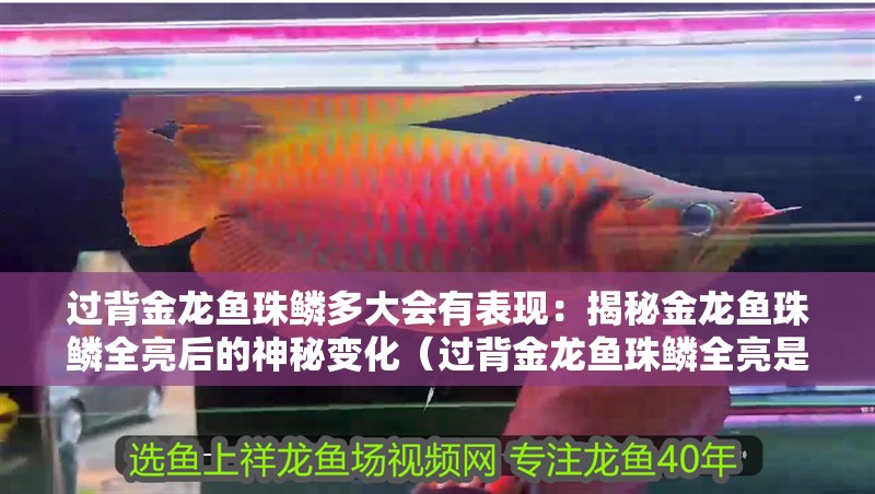 過背金龍魚珠鱗多大會有表現：揭秘金龍魚珠鱗全亮后的神秘變化（過背金龍魚珠鱗全亮是如何形成的，金龍魚珠鱗全亮會持續多久）