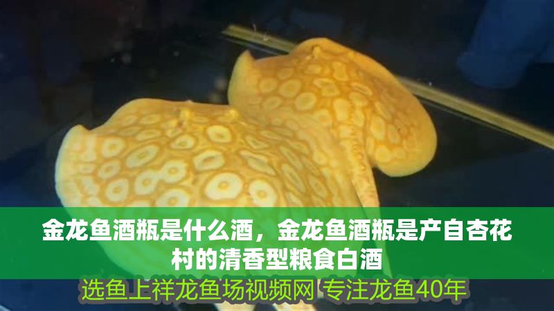 金龍魚酒瓶是什么酒，金龍魚酒瓶是產自杏花村的清香型糧食白酒