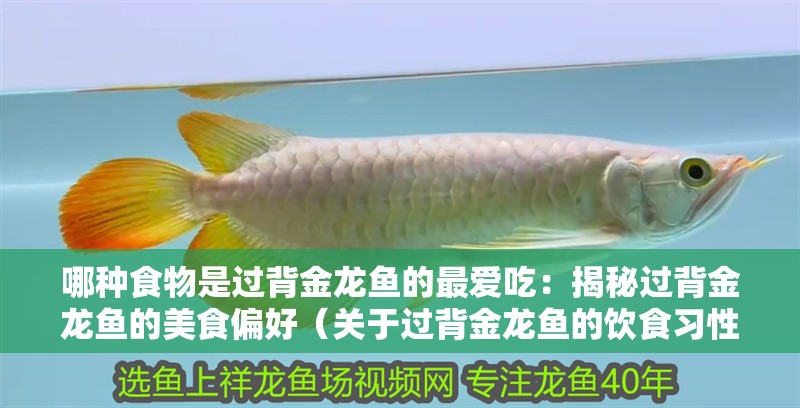 哪種食物是過背金龍魚的最愛吃：揭秘過背金龍魚的美食偏好（關于過背金龍魚的飲食習性）