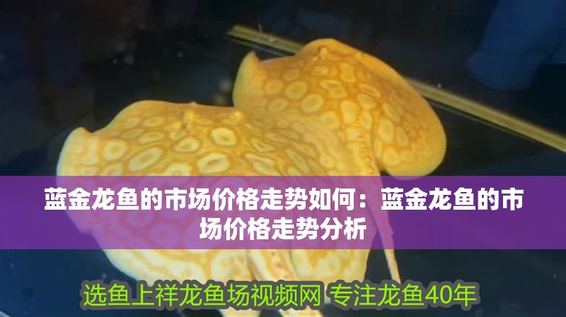 藍金龍魚的市場價格走勢如何：藍金龍魚的市場價格走勢分析