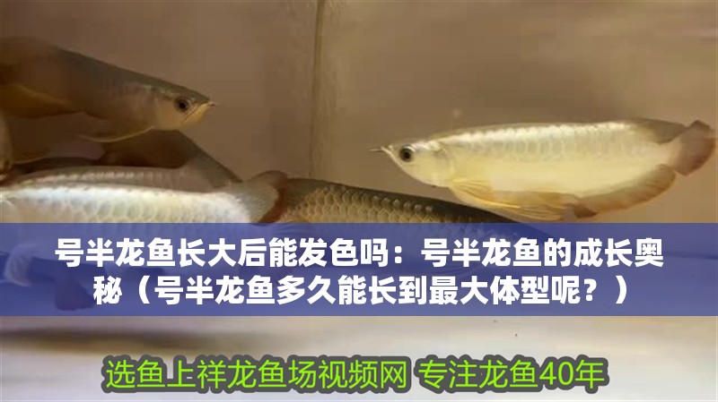 號半龍魚長大后能發色嗎：號半龍魚的成長奧秘（號半龍魚多久能長到最大體型呢？）