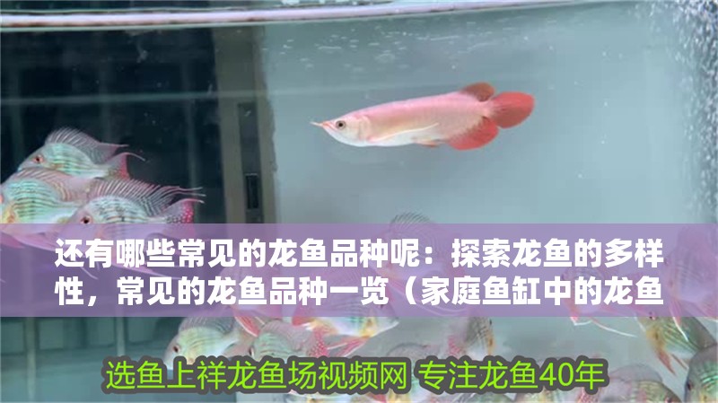還有哪些常見的龍魚品種呢：探索龍魚的多樣性，常見的龍魚品種一覽（家庭魚缸中的龍魚性格溫和適<strong><mark>合作</mark></strong>為家庭魚缸中的裝飾品）
