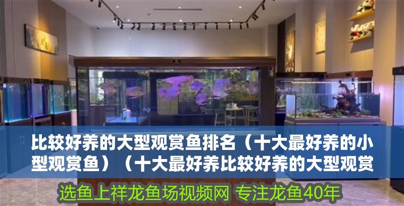 比較好養(yǎng)的大型觀賞魚排名（十大最好養(yǎng)的小型觀賞魚）（十大最好養(yǎng)比較好養(yǎng)的大型觀賞魚排名）