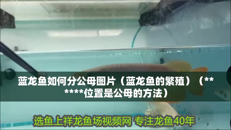 藍龍魚如何分公母圖片（藍龍魚的繁殖）（******位置是公母的方法）