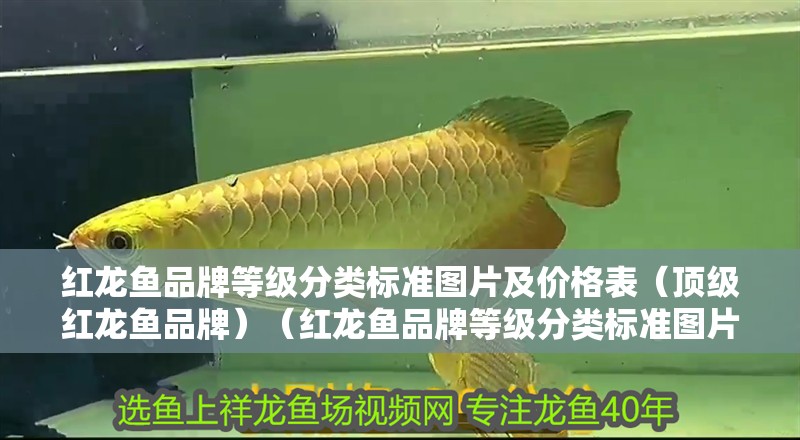 紅龍魚品牌等級分類標(biāo)準(zhǔn)圖片及價格表（頂級紅龍魚品牌）（紅龍魚品牌等級分類標(biāo)準(zhǔn)圖片及價格表）