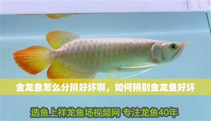 金龍魚怎么分辨好壞啊，如何辨別金龍魚好壞