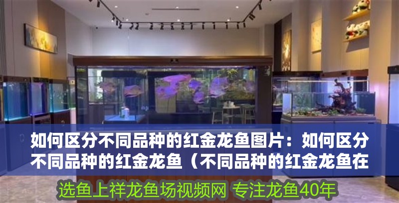 如何區(qū)分不同品種的紅金龍魚圖片：如何區(qū)分不同品種的紅金龍魚（不同品種的紅金龍魚在頭部的形狀、形狀、顏色等方面存在差異）