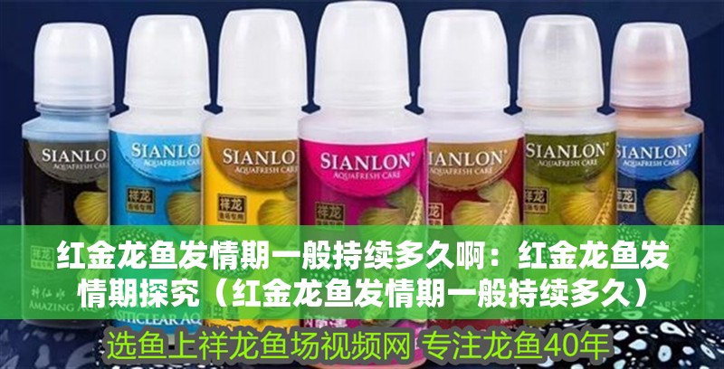 紅金龍魚發情期一般持續多久啊：紅金龍魚發情期探究（紅金龍魚發情期一般持續多久）