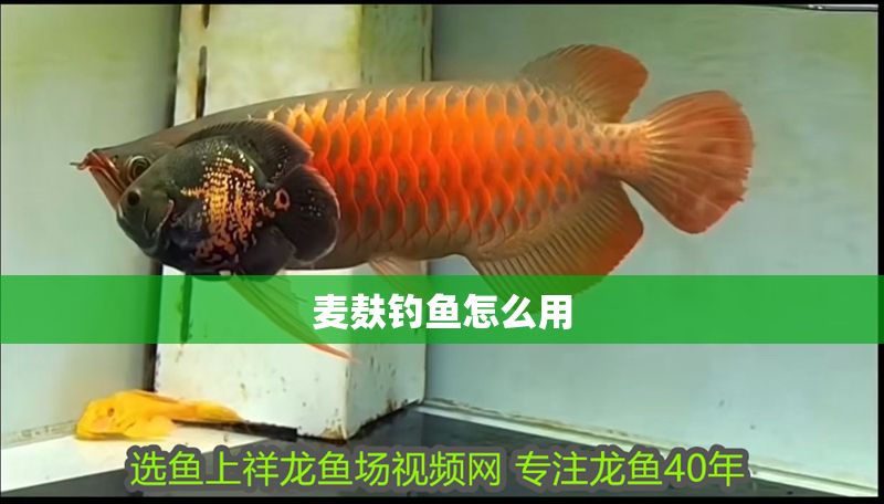 麥麩釣魚怎么用