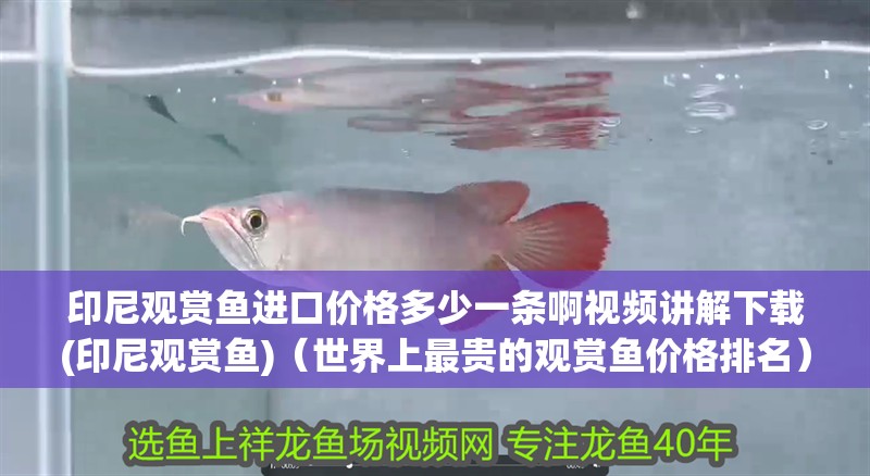 印尼觀賞魚進(jìn)口價格多少一條啊視頻講解下載(印尼觀賞魚)（世界上最貴的觀賞魚價格排名）