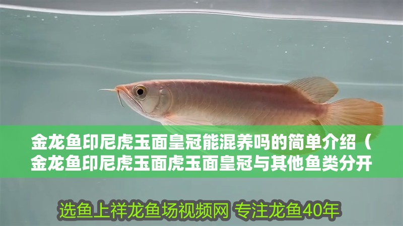 金龍魚印尼虎玉面皇冠能混養(yǎng)嗎的簡(jiǎn)單介紹（金龍魚印尼虎玉面虎玉面皇冠與其他魚類分開飼養(yǎng)方法）