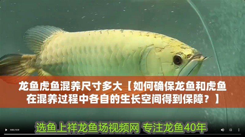 龍魚虎魚混養尺寸多大【如何確保龍魚和虎魚在混養過程中各自的生長空間得到保障？】