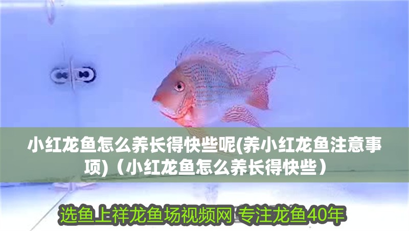 小紅龍魚怎么養(yǎng)長得快些呢(養(yǎng)小紅龍魚注意事項(xiàng))（小紅龍魚怎么養(yǎng)長得快些）