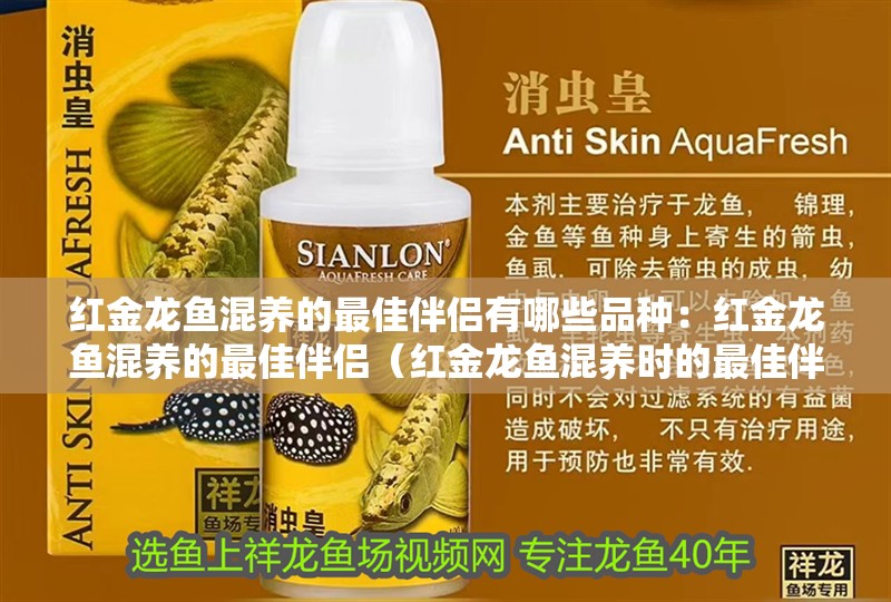 紅金龍魚混養(yǎng)的最佳伴侶有哪些品種：紅金龍魚混養(yǎng)的最佳伴侶（紅金龍魚混養(yǎng)時(shí)的最佳伴侶）