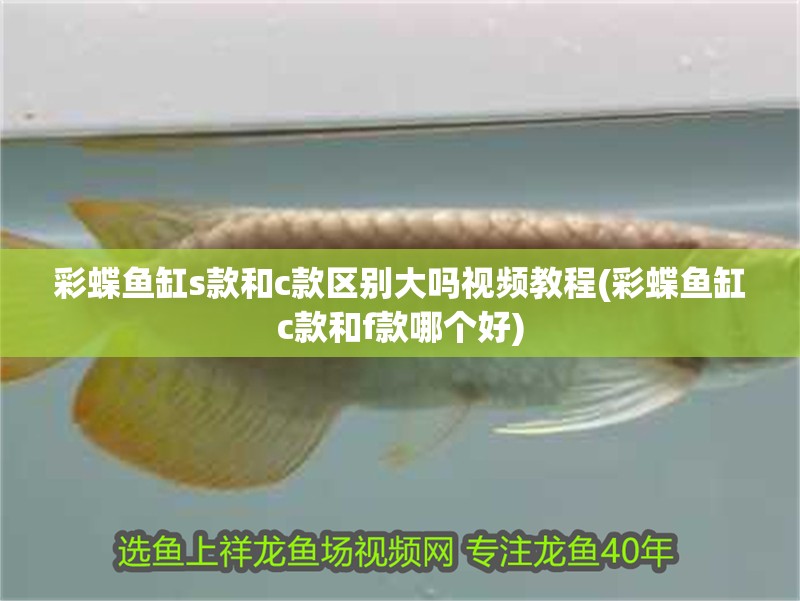 魚缸過濾器選購指南:自制魚缸過濾器魚缸上置過濾器對于養魚愛好者的必備知識 彩蝶魚缸s款和c款區別大嗎視頻教程(彩蝶魚缸c款和f款哪個好) 觀賞魚百科 彩蝶魚缸s款和c款區別大嗎視頻教程(彩蝶魚缸c款和f款哪個好) 彩蝶魚缸s款和c款區別大嗎視頻教程(彩蝶魚缸c款和f款哪個好) 觀賞魚百科
