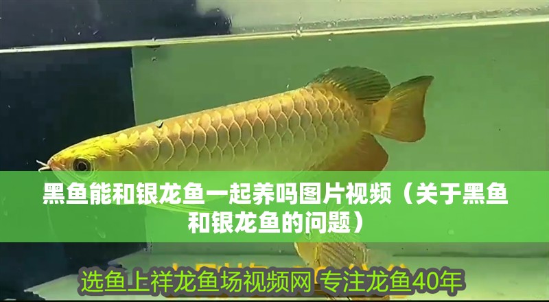 黑魚能和銀龍魚一起養嗎圖片視頻（關于黑魚和銀龍魚的問題）