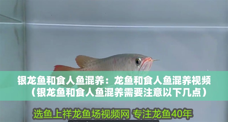 銀龍魚和食人魚混養(yǎng)：龍魚和食人魚混養(yǎng)視頻（銀龍魚和食人魚混養(yǎng)需要注意以下幾點）
