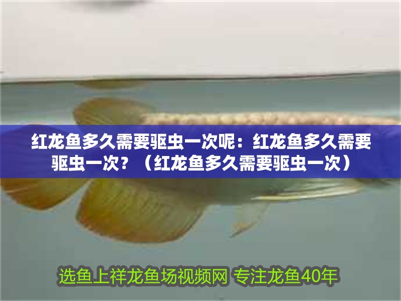 紅龍魚多久需要驅(qū)蟲一次呢：紅龍魚多久需要驅(qū)蟲一次？（紅龍魚多久需要驅(qū)蟲一次）