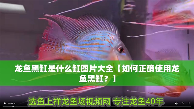 龍魚黑缸是什么缸圖片大全【如何正確使用龍魚黑缸？】