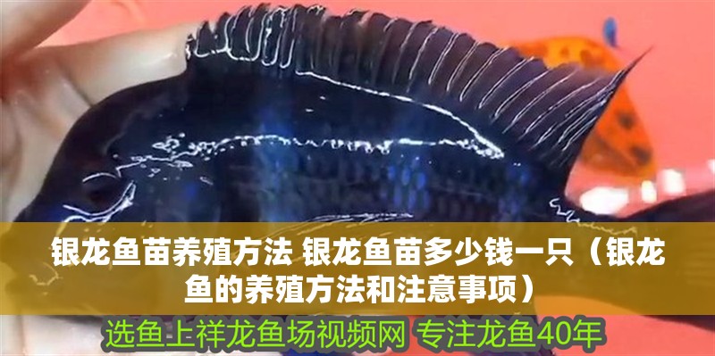 銀龍魚苗養殖方法 銀龍魚苗多少錢一只（銀龍魚的養殖方法和注意事項）
