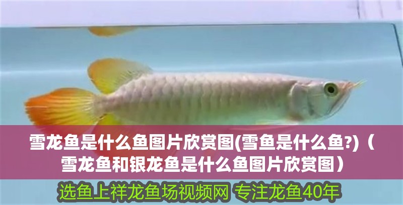 雪龍魚是什么魚圖片欣賞圖(雪魚是什么魚?)（雪龍魚和銀龍魚是什么魚圖片欣賞圖）