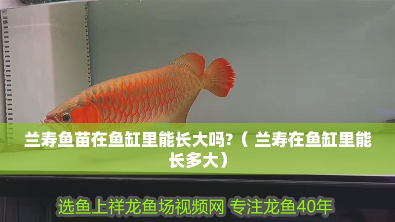 蘭壽魚苗在魚缸里能長大嗎?（ 蘭壽在魚缸里能長多大）
