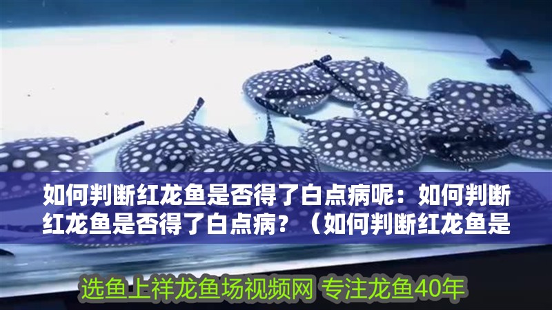 如何判斷紅龍魚是否得了白點病呢：如何判斷紅龍魚是否得了白點病？（如何判斷紅龍魚是否得了白點病）