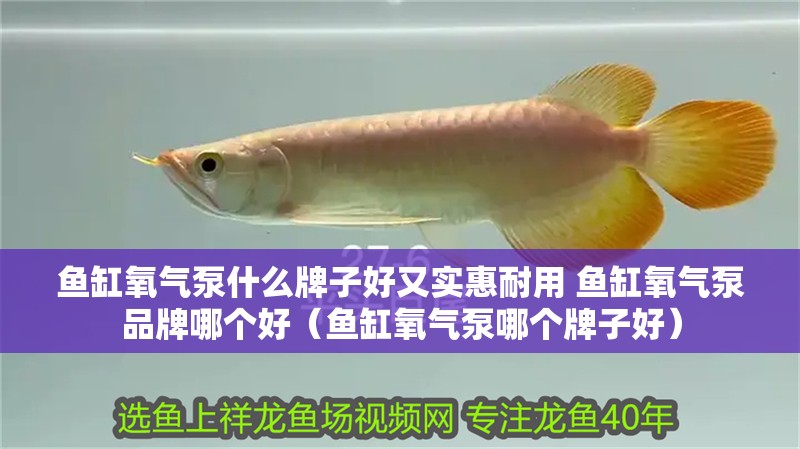 魚(yú)缸氧氣泵什么牌子好又實(shí)惠耐用 魚(yú)缸氧氣泵品牌哪個(gè)好（魚(yú)缸氧氣泵哪個(gè)牌子好）