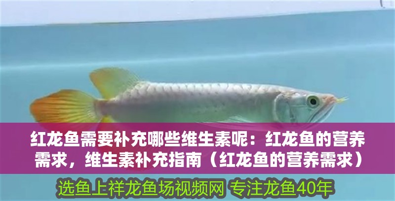 紅龍魚需要補充哪些維生素呢：紅龍魚的營養需求，維生素補充指南（紅龍魚的營養需求）