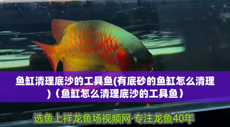 魚缸清理底沙的工具魚(有底砂的魚缸怎么清理)（魚缸怎么清理底沙的工具魚）
