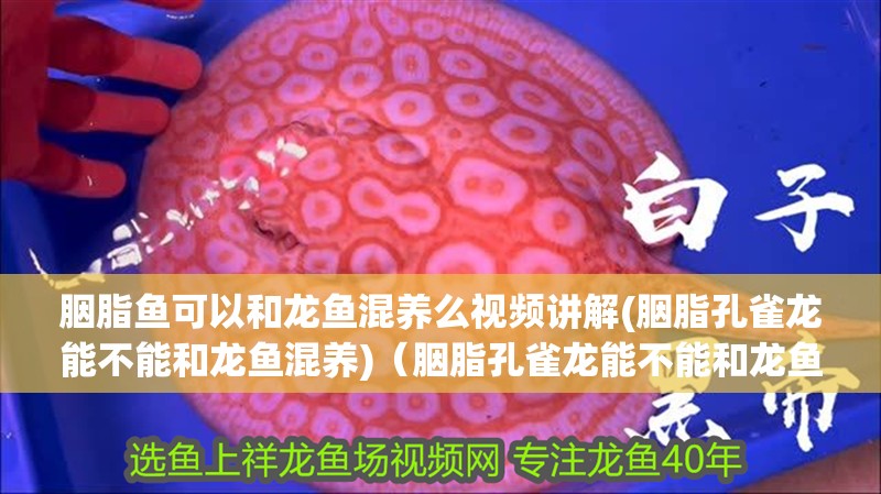 胭脂魚(yú)可以和龍魚(yú)混養(yǎng)么視頻講解(胭脂孔雀龍能不能和龍魚(yú)混養(yǎng))（胭脂孔雀龍能不能和龍魚(yú)混養(yǎng)）