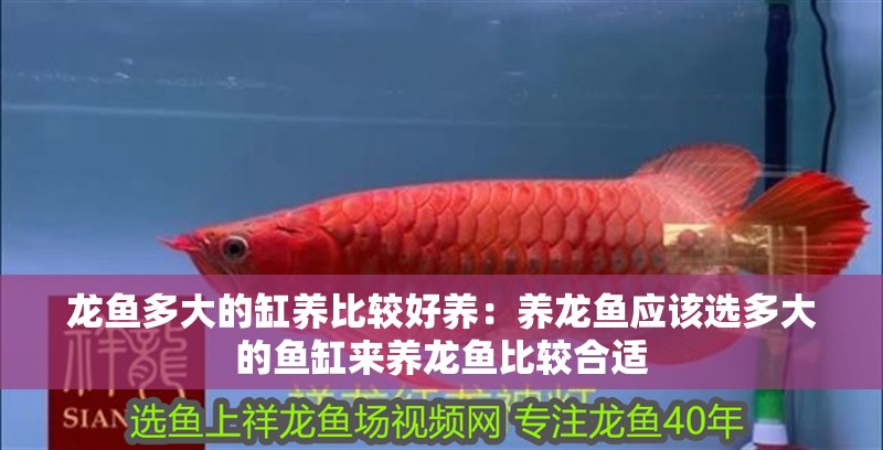 龍魚多大的缸養比較好養：養龍魚應該選多大的魚缸來養龍魚比較合適