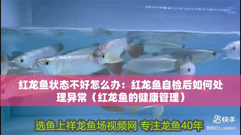 紅龍魚狀態不好怎么辦：紅龍魚自檢后如何處理異常（紅龍魚的健康管理）