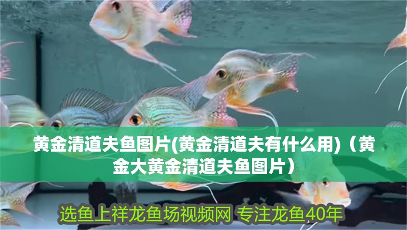 黃金清道夫魚圖片(黃金清道夫有什么用)（黃金大黃金清道夫魚圖片）