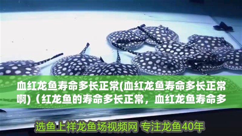 血紅龍魚壽命多長正常(血紅龍魚壽命多長正常啊)（紅龍魚的壽命多長正常，血紅龍魚壽命多長正常） 血紅龍魚壽命多長正常(血紅龍魚壽命多長正常啊)（紅龍魚的壽命多長正常，血紅龍魚壽命多長正常） 觀賞魚百科