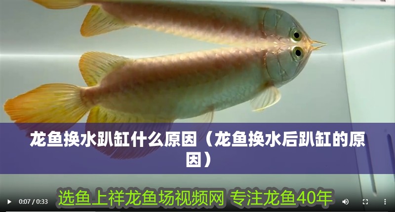 龍魚換水趴缸什么原因（龍魚換水后趴缸的原因）