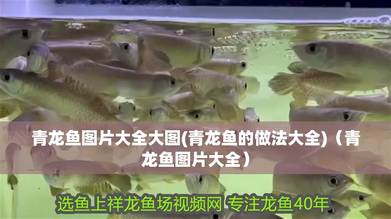 青龍魚(yú)圖片大全大圖(青龍魚(yú)的做法大全)（青龍魚(yú)圖片大全）