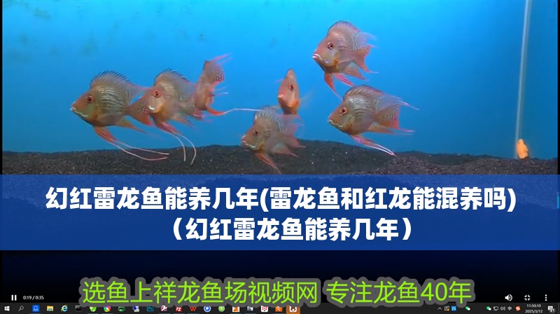 幻紅雷龍魚能養幾年(雷龍魚和紅龍能混養嗎)（幻紅雷龍魚能養幾年）