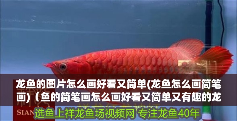 龍魚的圖片怎么畫好看又簡單(龍魚怎么畫簡筆畫)（魚的簡筆畫怎么畫好看又簡單又有趣的龍魚簡筆畫怎么畫好看又簡單）