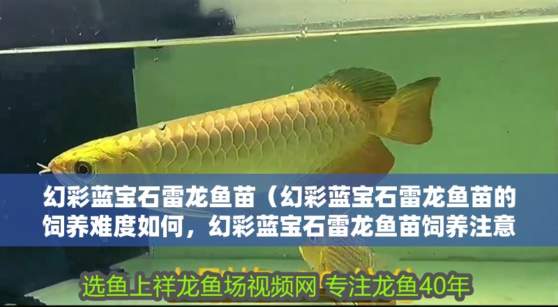 幻彩藍寶石雷龍魚苗（幻彩藍寶石雷龍魚苗的飼養(yǎng)難度如何，幻彩藍寶石雷龍魚苗飼養(yǎng)注意事項）