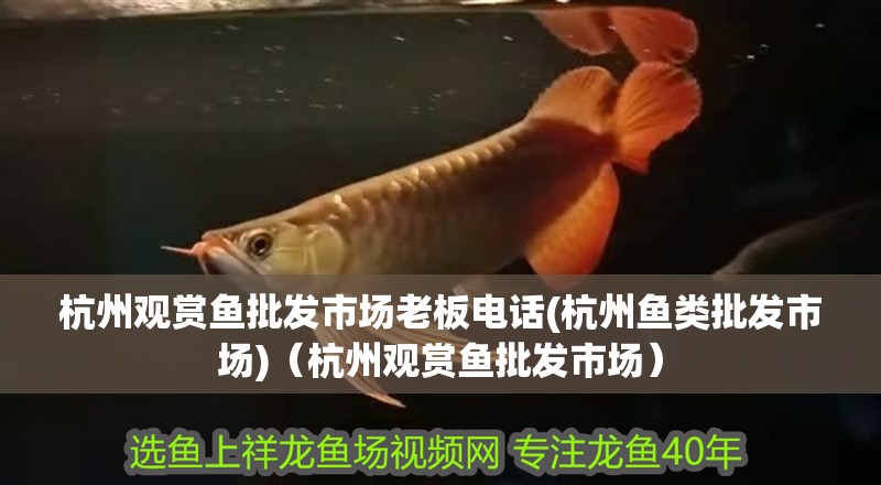 杭州觀賞魚批發(fā)市場(chǎng)老板電話(杭州魚類批發(fā)市場(chǎng))（杭州觀賞魚批發(fā)市場(chǎng)）