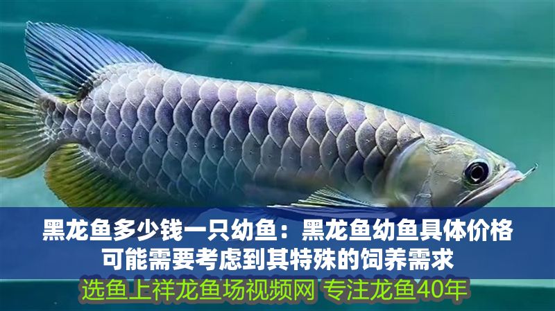 黑龍魚多少錢一只幼魚：黑龍魚幼魚具體價格可能需要考慮到其特殊的飼養需求