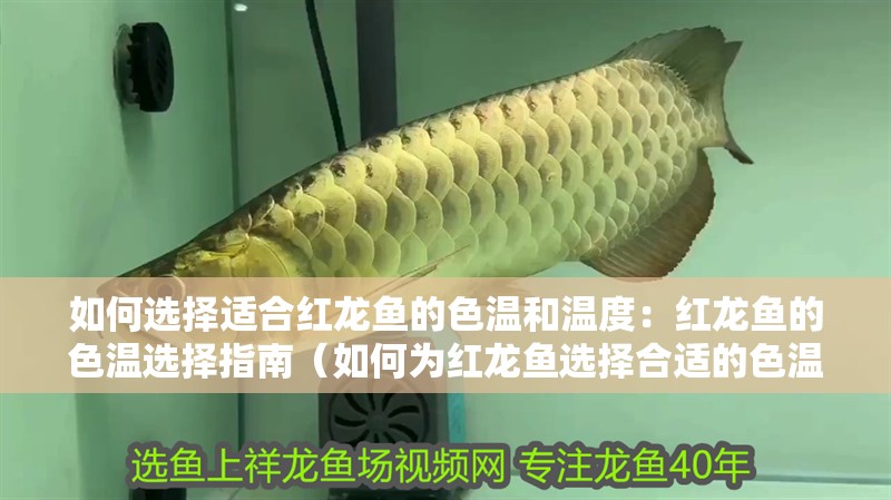 如何選擇適合紅龍魚的色溫和溫度：紅龍魚的色溫選擇指南（如何為紅龍魚選擇合適的色溫）