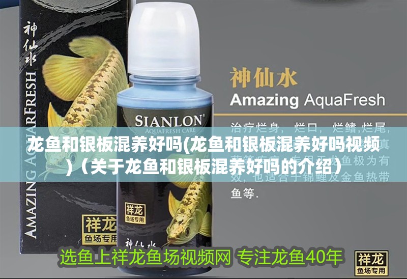 龍魚和銀板混養好嗎(龍魚和銀板混養好嗎視頻)（關于龍魚和銀板混養好嗎的介紹）