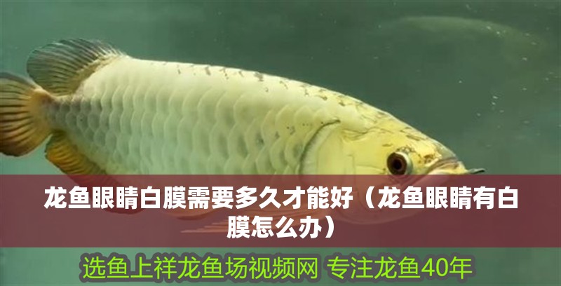 龍魚眼睛白膜需要多久才能好（龍魚眼睛有白膜怎么辦）