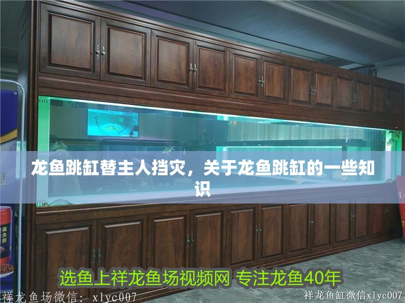 龍魚跳缸替主人擋災(zāi)，關(guān)于龍魚跳缸的一些知識(shí)