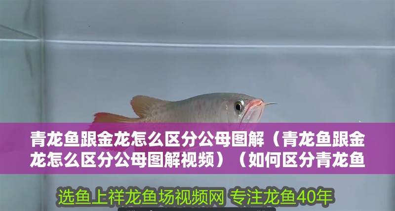 青龍魚跟金龍怎么區分公母圖解（青龍魚跟金龍怎么區分公母圖解視頻）（如何區分青龍魚和金龍的公母）