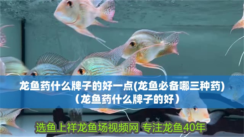 龍魚藥什么牌子的好一點(龍魚必備哪三種藥)（龍魚藥什么牌子的好）