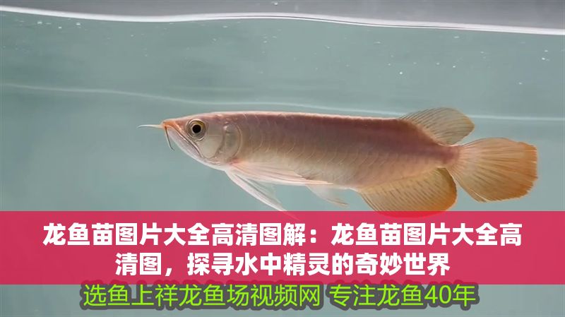 龍魚苗圖片大全高清圖解：龍魚苗圖片大全高清圖，探尋水中精靈的奇妙世界